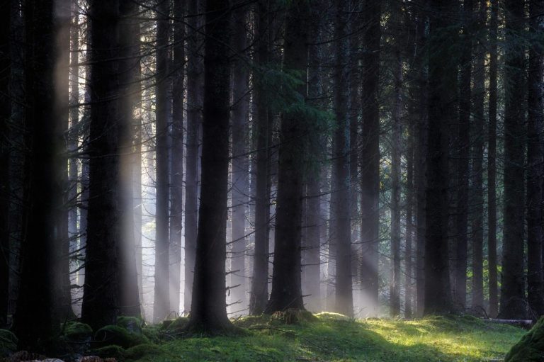 Reiki och Energi
